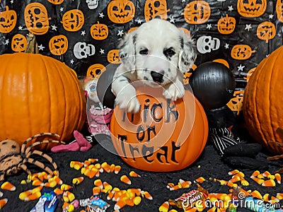 Happy Halloween Puppy Editorial Stock Photo
