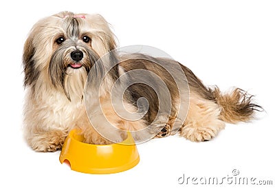Happy Havanese puppy is asking dog food Stock Photo
