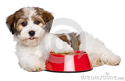 Happy Havanese puppy dog is lying beside a red bowl of dog food Stock Photo