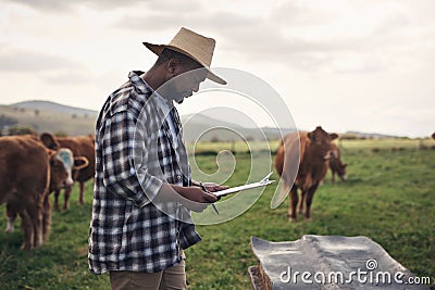 Happy, healthy cattle are first priority. a mature man writing notes while working on a cow farm. Stock Photo
