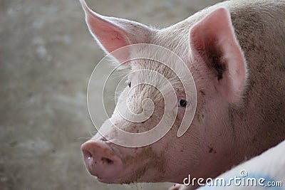 The happy fattening pig in big commercial swine farm Stock Photo