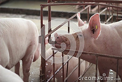 The happy fattening pig in big commercial swine farm Stock Photo