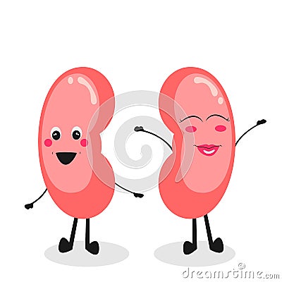 Cartoon vector illustration graphic of the human kidneys healthy and happy Cartoon Illustration