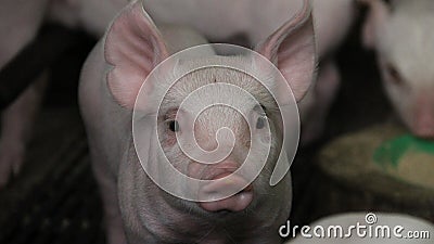 Happy and healthy piglet in swine farm Stock Photo