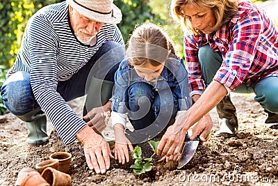 Senior couple with grandaughter gardening in the backyard garden Stock Photo