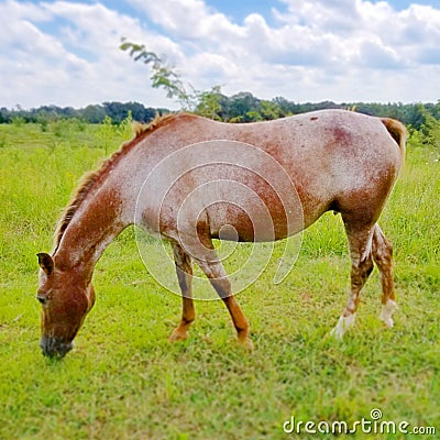 Happy Horse Stock Photo