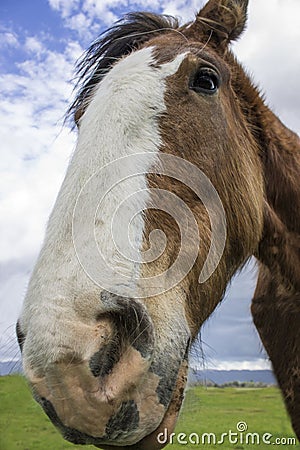 Clydesdale in Sonoma, California. Stock Photo