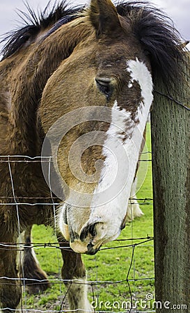 Clydesdale in Sonoma, California. Stock Photo