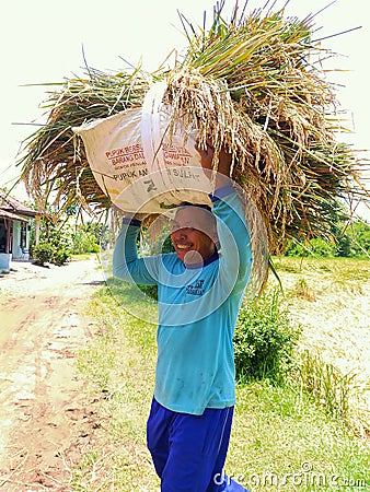 Happy indonesian farmer smile after rice harvest in organic agriculture rice field farm Editorial Stock Photo