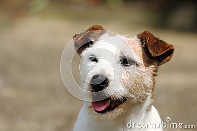 Happy Jack Russell Stock Photo