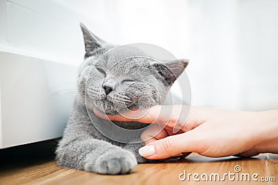 Happy kitten likes being stroked by woman's hand. Stock Photo
