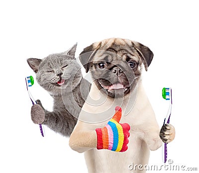 Happy kitten and pug puppy holding a toothbrushes and showing thumbs up. isolated on white background Stock Photo