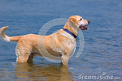 Happy Labrador Dog Stock Photo