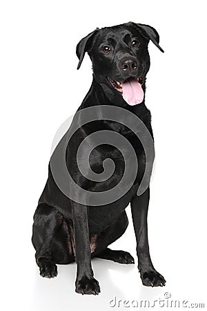 Happy Labrador dog Stock Photo