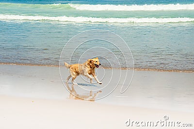 Happy Labrador playing at the beach Stock Photo