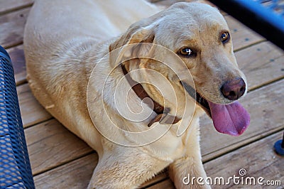 Happy Labrador retriever with gentle eyes Stock Photo