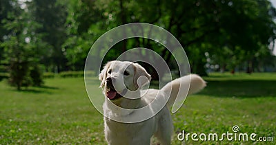 Happy labrador standing on green grass. Joyful dog wag tail on summer nature. Stock Photo