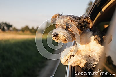 Happy lap dog looking out of car window Stock Photo