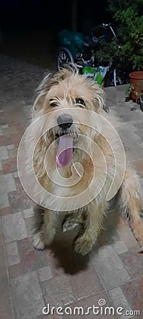 A happy large ginger German Shepherd cross Collie dog sitting on the terrace Stock Photo