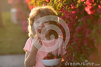 Happy little boy eats strawberries. Happy little toddler boy picking and eating strawberries. Kid funny portrait. Stock Photo