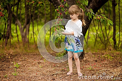 Happy little girl play near cherry tree in summer garden. Kid picking cherry on fruit farm. Child pick cherries in summer orchard. Stock Photo