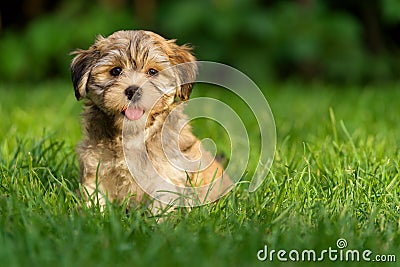 Happy little havanese puppy dog is sitting in the grass Stock Photo