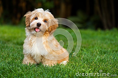 Happy little havanese puppy is sitting in the grass Stock Photo