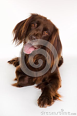 Happy longhaired pointer dog Stock Photo