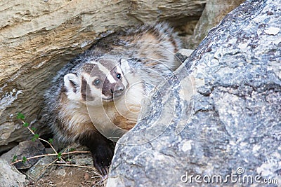 Happy looking badger Stock Photo