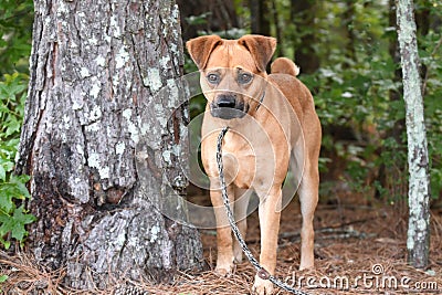 Male red Cattle Dog and Border Collie mix dog with docked tail on leash Stock Photo