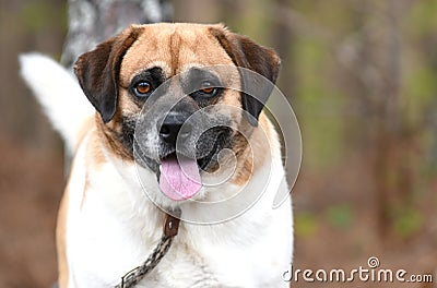 Happy mix breed Corgi Beagle Hound dog outside on leash wagging tail Stock Photo
