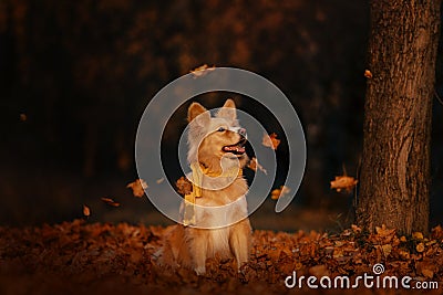 Happy mixed breed dog in a scarf outdoors in autumn Stock Photo