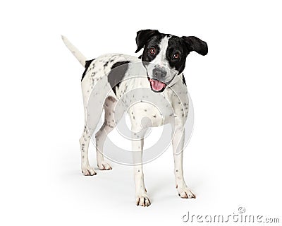 Happy Mixed Large Breed Dog White Black Spots Stock Photo