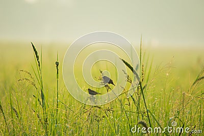 Happy in the morning and sunshine. Stock Photo