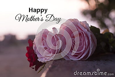 Happy Mother`s Day. Mother`s Day card with pink roses on white background and natural warm morning light at sunrise. Stock Photo