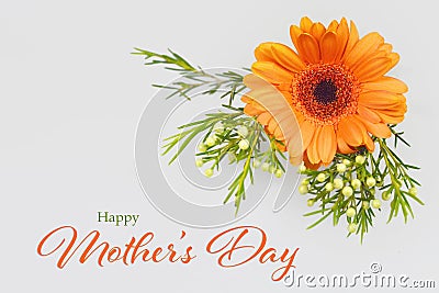 Happy Mothers Day card. Gerbera daisy on grey background Stock Photo