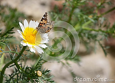 Happy mothers day,colorful flowers , small gift boxes, Stock Photo