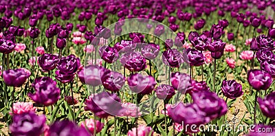 Happy mothers day. Womens day concept. Spring season. Pleasant aroma. Gorgeous bloom. Gadrening concept. Grow flowers Stock Photo