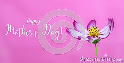 Happy Mothers`s Day! and pink wild cosmos flower macro photo as wide banner pink background and message text. Happy Mother Day Stock Photo