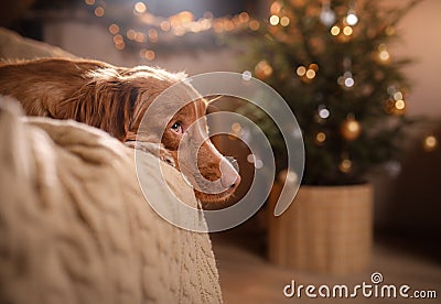 Happy New Year, Christmas, Dog Nova Scotia Duck Tolling Retriever, holidays and celebration Stock Photo