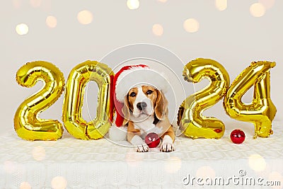 Happy New Year 2024 and Merry Christmas. A beagle dog in a Santa Claus hat i Stock Photo