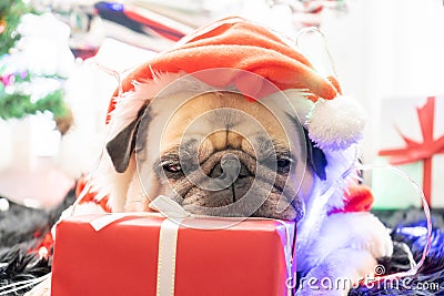 Happy New Year 2020, Merry Christmas, holidays and celebration, Puppy pets bored sleeping rest in the room with Christmas tree. Stock Photo