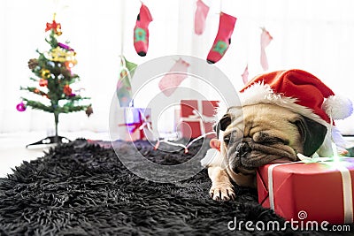 Happy New Year, Merry Christmas, holidays and celebration, Puppy pets bored sleeping rest in the room with Christmas tree. Pug dog Stock Photo