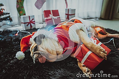 Happy New Year, Merry Christmas, holidays and celebration, Puppy pets bored sleeping rest in the room with Christmas tree. Pug dog Stock Photo