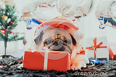 Happy New Year 2020, Merry Christmas, holidays and celebration, Puppy pets bored sleeping rest in the room with Christmas tree. Stock Photo