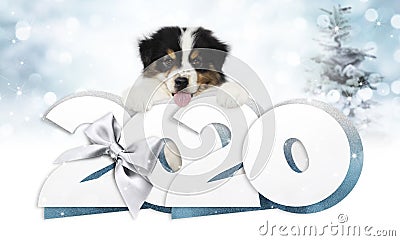 2020 happy new year number text, puppy pet dog with silver christmas ribbon bow isolated on blurred blue lights background Stock Photo