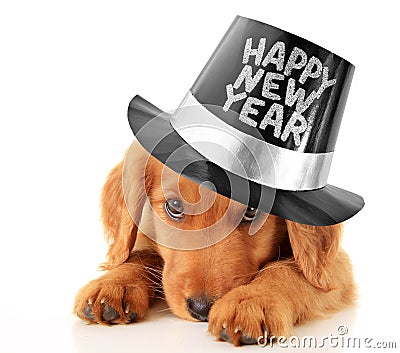 Happy New Year puppy Stock Photo