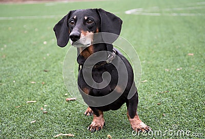 Happy old black-brown dachshund portrait. Dachshund breed, sausage dog, Dachshund on a walk Stock Photo