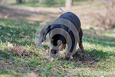 Happy old black-brown dachshund portrait. Dachshund breed, sausage dog, Dachshund on a walk. Stock Photo