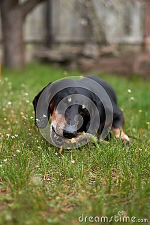 Happy old black-brown dachshund portrait. Dachshund breed, sausage dog, Dachshund on a walk Stock Photo